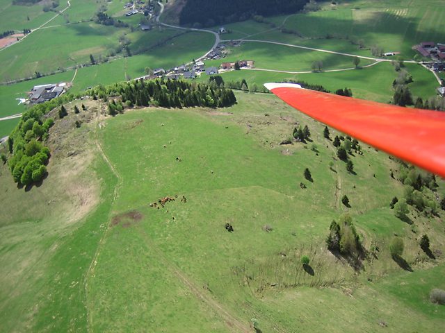 Luftbild Bernau, mit Kuhherde